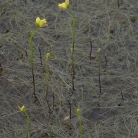 Utricularia gibba L.